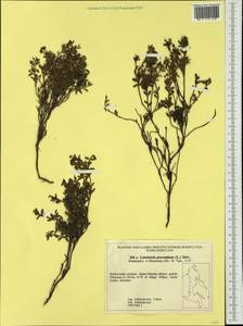 Kalmia procumbens (L.) Gift, Kron & P. F. Stevens, Siberia, Russian Far East (S6) (Russia)