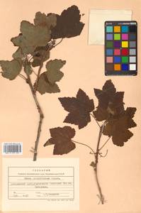 Ribes latifolium Jancz., Siberia, Russian Far East (S6) (Russia)