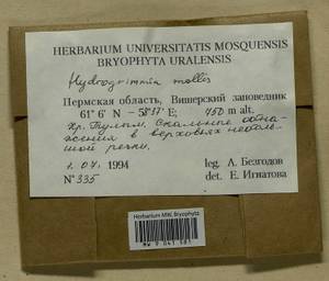 Grimmia mollis Bruch & Schimp., Bryophytes, Bryophytes - Permsky Krai, Udmurt Republic, Sverdlovsk & Kirov Oblasts (B8) (Russia)