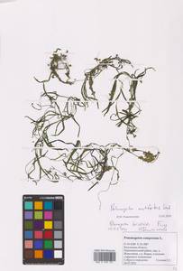 Potamogeton acutifolius Link, Eastern Europe, Central region (E4) (Russia)