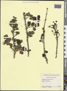 Rubus sanctus Schreb., Caucasus, Armenia (K5) (Armenia)