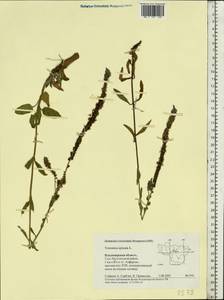 Veronica spicata L., Eastern Europe, Central region (E4) (Russia)