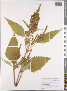 Cyclachaena xanthiifolia (Nutt.) Fresen., Eastern Europe, Belarus (E3a) (Belarus)