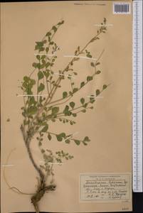 Sophora lehmannii (Bunge) Yakovlev, Middle Asia, Syr-Darian deserts & Kyzylkum (M7) (Uzbekistan)