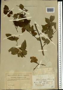 Ulmus minor subsp. minor, Eastern Europe, Central forest-and-steppe region (E6) (Russia)