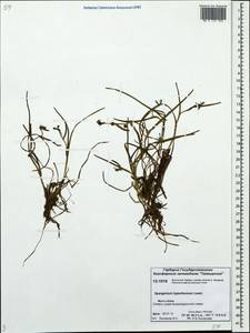 Sparganium hyperboreum Laest. ex Beurl., Siberia, Central Siberia (S3) (Russia)