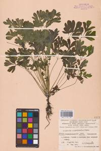Corydalis capnoides (L.) Pers., Eastern Europe, Eastern region (E10) (Russia)