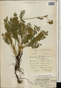 Tanacetum aureum (Lam.) Greuter, M. V. Agab. & Wagenitz, Caucasus, Armenia (K5) (Armenia)