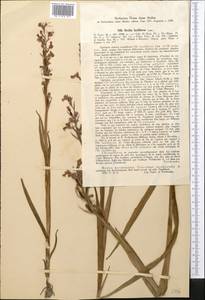 Anacamptis laxiflora (Lam.) R.M.Bateman, Pridgeon & M.W.Chase, Middle Asia, Syr-Darian deserts & Kyzylkum (M7) (Uzbekistan)