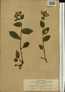 Pulmonaria obscura Dumort., Eastern Europe, South Ukrainian region (E12) (Ukraine)