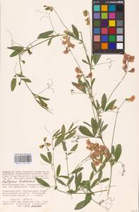 Lathyrus tuberosus L., Eastern Europe, Lower Volga region (E9) (Russia)