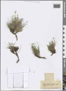 Eremogone, Siberia, Baikal & Transbaikal region (S4) (Russia)