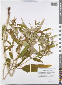 Phlomis herba-venti subsp. pungens (Willd.) Maire ex DeFilipps, Eastern Europe, Rostov Oblast (E12a) (Russia)