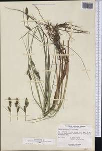Carex buxbaumii Wahlenb., America (AMER) (Canada)