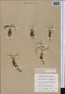 Isoetes echinospora Dur., America (AMER) (Canada)