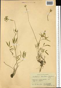 Cenolophium fischeri (Spreng.) W.D.J.Koch, Siberia, Western (Kazakhstan) Altai Mountains (S2a) (Kazakhstan)