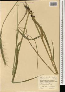 Elymus dahuricus Griseb., Mongolia (MONG) (Mongolia)