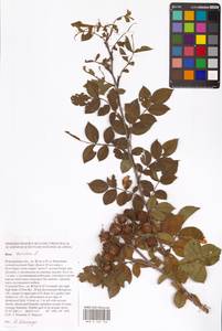 Rosa canina L., Eastern Europe, Central forest-and-steppe region (E6) (Russia)
