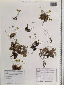 Draba pilosa Adams ex DC., Siberia, Central Siberia (S3) (Russia)