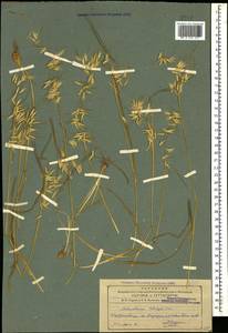 Arrhenatherum elatius (L.) P.Beauv. ex J.Presl & C.Presl, Caucasus, Azerbaijan (K6) (Azerbaijan)