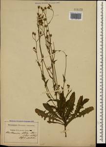 Crepis setosa Hallier fil., Crimea (KRYM) (Russia)