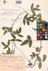 Bituminaria bituminosa subsp. pontica (A.P.Khokhr.) V.V.Fateryga & Fateryga, Crimea (KRYM) (Russia)