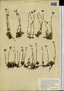 Eritrichium villosum (Ledeb.) Bunge, Siberia, Altai & Sayany Mountains (S2) (Russia)