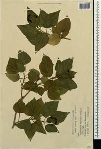 Hedera helix L., Crimea (KRYM) (Russia)
