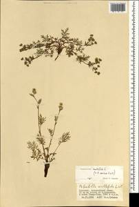 Potentilla multifida L., Mongolia (MONG) (Mongolia)