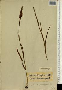 Micranthus alopecuroides (L.) Eckl., Africa (AFR) (South Africa)