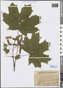 Acer platanoides L., Eastern Europe, Central forest-and-steppe region (E6) (Russia)