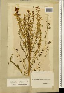 Astragalus galegiformis L., Caucasus, Georgia (K4) (Georgia)