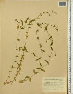 Cerastium octandrum Hochst. ex A. Rich., Africa (AFR) (Ethiopia)