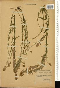 Polygala major Jacq., Caucasus, Stavropol Krai, Karachay-Cherkessia & Kabardino-Balkaria (K1b) (Russia)