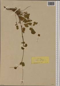 Drymocallis rupestris (L.) Soják, South Asia, South Asia (Asia outside ex-Soviet states and Mongolia) (ASIA) (Turkey)