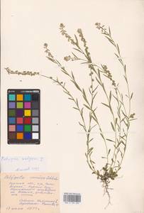 Polygala vulgaris L., Eastern Europe, Central forest-and-steppe region (E6) (Russia)