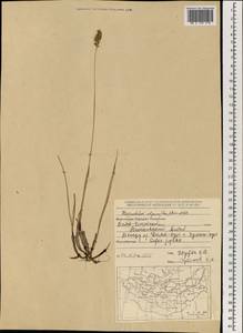 Anthoxanthum monticola (Bigelow) Veldkamp, Mongolia (MONG) (Mongolia)