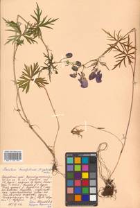 Aconitum karafutense subsp. karafutense, Siberia, Russian Far East (S6) (Russia)