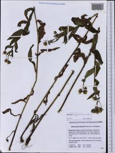 Hieracium tunguskanum Ganesch. & Zahn, Siberia, Baikal & Transbaikal region (S4) (Russia)
