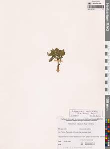 Sceptridium multifidum (S.G.Gmel.) M.Nishida ex Tagawa, Siberia, Chukotka & Kamchatka (S7) (Russia)