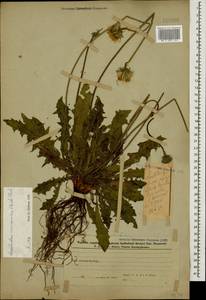 Leontodon caucasicus (M. Bieb.) Fisch., Caucasus, Azerbaijan (K6) (Azerbaijan)