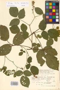 Rubus hirtus Waldst. & Kit., Eastern Europe, West Ukrainian region (E13) (Ukraine)