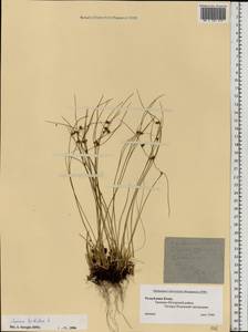 Oreojuncus trifidus (L.) Záv. Drábk. & Kirschner, Eastern Europe, Northern region (E1) (Russia)