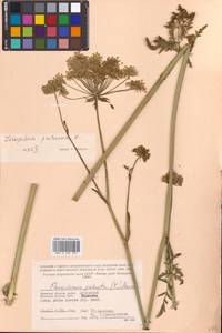 Silphiodaucus prutenicus subsp. prutenicus, Eastern Europe, Western region (E3) (Russia)