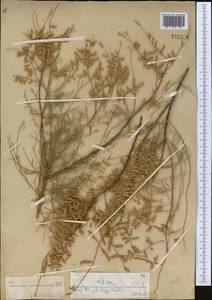 Tamarix ramosissima Ledeb., Middle Asia, Syr-Darian deserts & Kyzylkum (M7) (Kazakhstan)