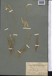 Polypogon fugax Nees ex Steud., Middle Asia, Muyunkumy, Balkhash & Betpak-Dala (M9) (Kazakhstan)