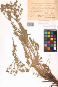 Potentilla recta L., Middle Asia, Caspian Ustyurt & Northern Aralia (M8) (Kazakhstan)