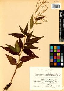 Koenigia alpina (All.) T. M. Schust. & Reveal, Siberia, Baikal & Transbaikal region (S4) (Russia)