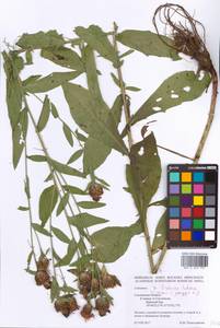 Centaurea ×livonica Weinm., Eastern Europe, Western region (E3) (Russia)