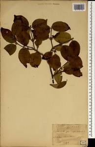 Cornus officinalis Siebold & Zucc., South Asia, South Asia (Asia outside ex-Soviet states and Mongolia) (ASIA) (Japan)